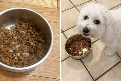 Best Dog Food for Goldendoodles: Keeping Your Pup Healthy