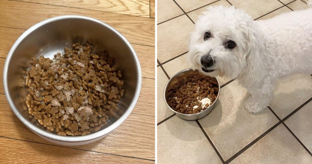 Best Dog Food for Goldendoodles: Keeping Your Pup Healthy