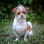 Shih Tzu Chihuahua Mix: Meet the Adorable Shichi!