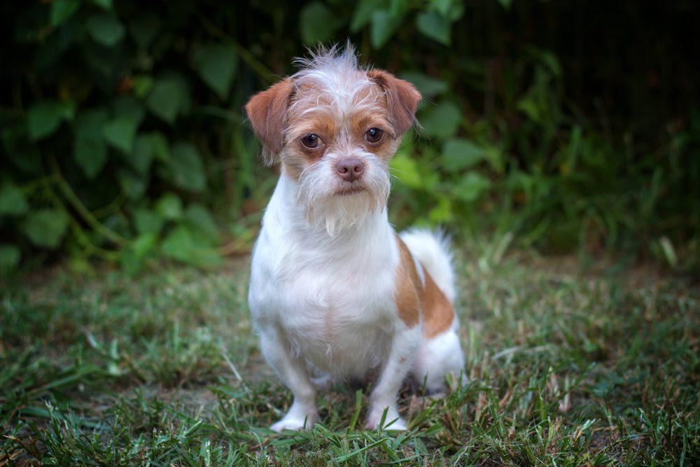 Shih Tzu Chihuahua Mix: Meet the Adorable Shichi!