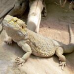 Can Bearded Dragons Eat Aloe? A Guide to Reptile Diet Safety