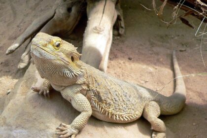 Can Bearded Dragons Eat Aloe? A Guide to Reptile Diet Safety