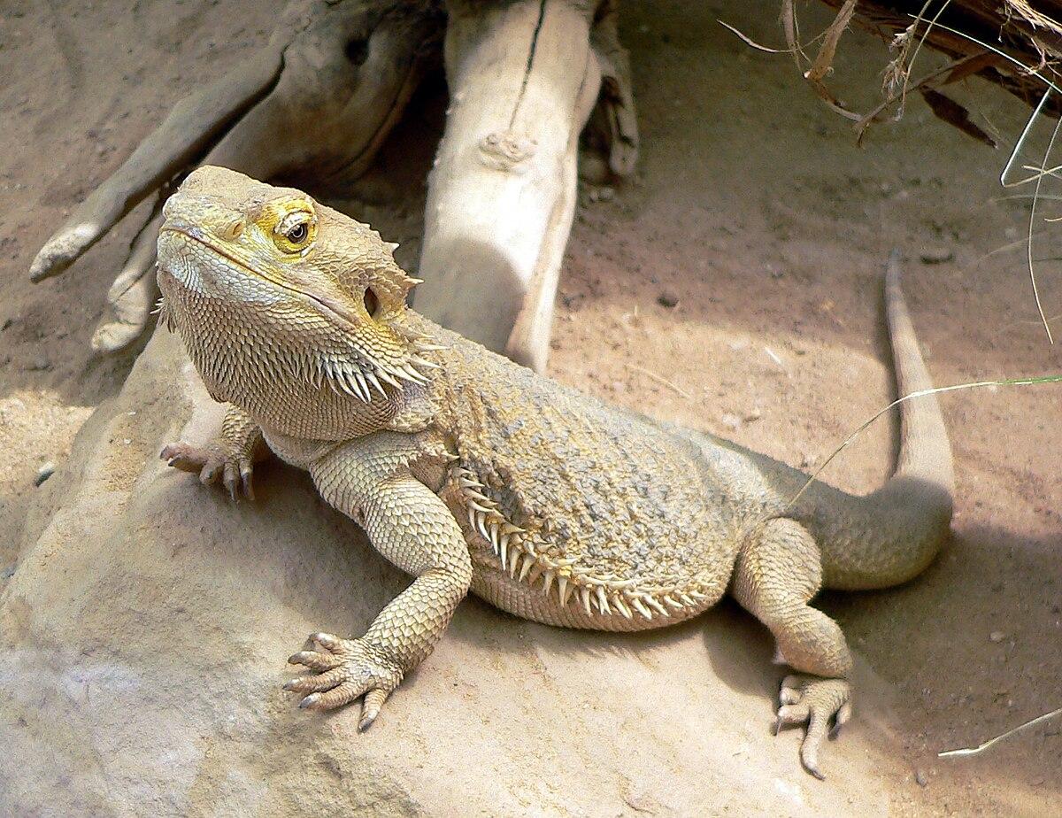 Can Bearded Dragons Eat Aloe? A Guide to Reptile Diet Safety