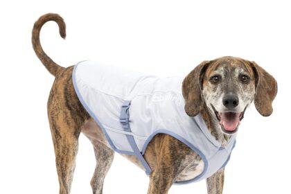 Find Best Dog Cooling Coat to Keep Your Pup Comfortable All Summer