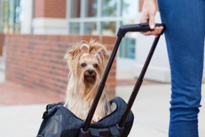 Travel Dog Carrier: Top Picks for Safe and Stylish Transport