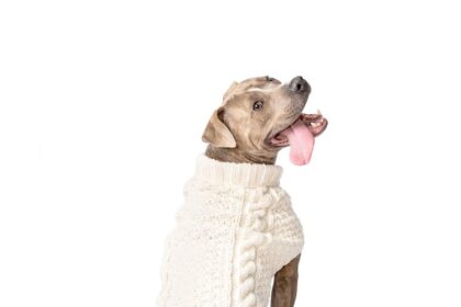 Best Sweater for Dog: Cozy Options for Every Pup