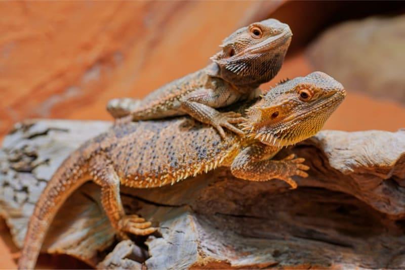 Alternatives to Aloe: Enhancing Your Bearded Dragons Diet