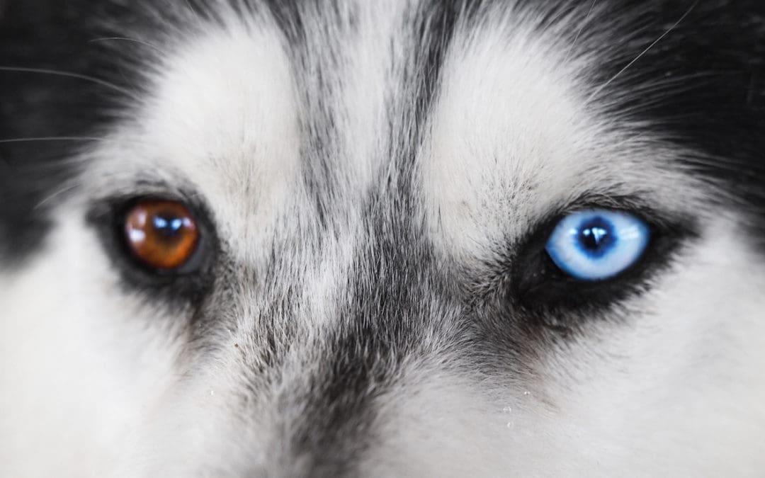 Understanding Heterochromia: What Causes Different Colored Eyes ​in Dogs