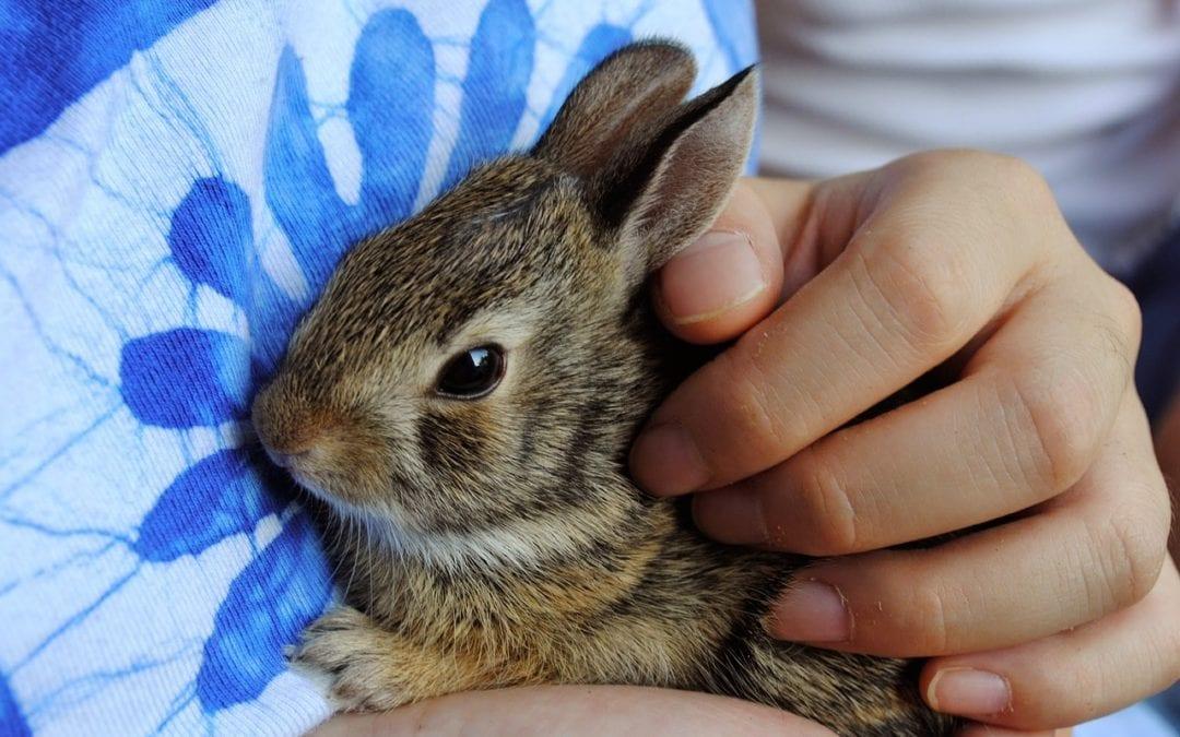 Understanding the Nutritional Needs of Baby Bunnies