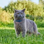 Best Cat Flea Collar