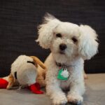 Best Food for Toy Poodles