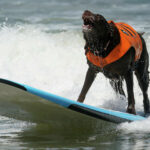 Cacau, the Winner of the World Dog Surfing Championships