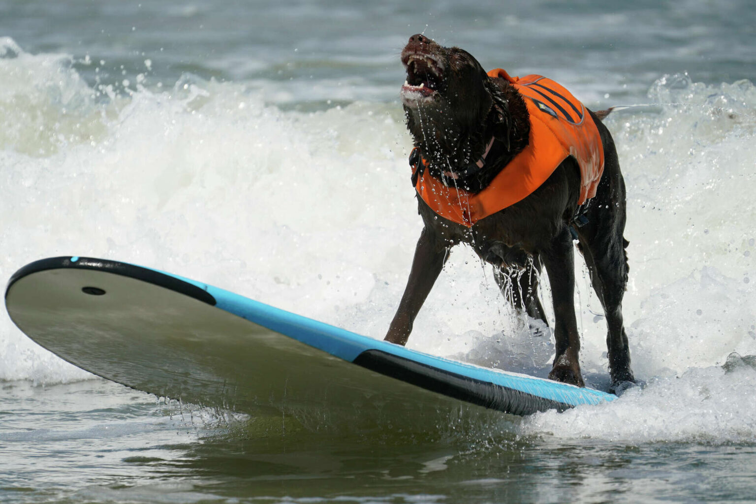 Cacau, the Winner of the World Dog Surfing Championships