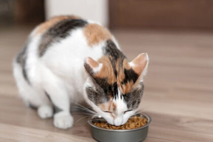 Can Cats Eat Canned Tuna in Water