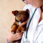 Cephalexin 500mg for Dogs Dosage Chart