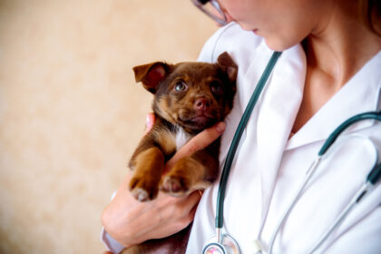 Cephalexin 500mg for Dogs Dosage Chart