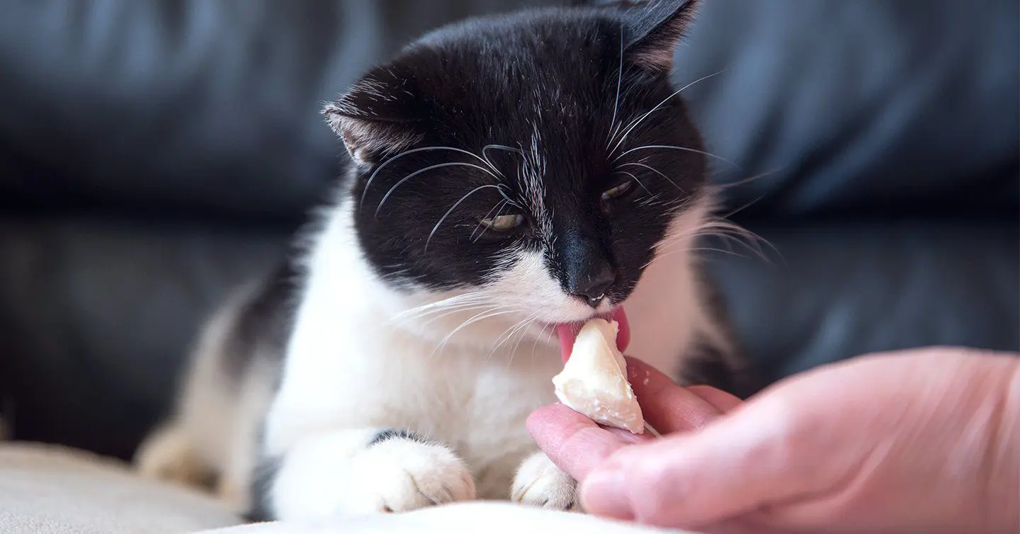 The Nutritional ‍Value of Cheese for Cats