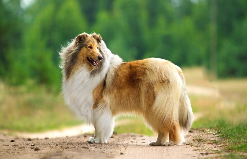 Understanding the Collie: The Breed Behind ​Lassie