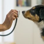 Dog Calming Collar Side Effects