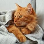 Essential Oils for Cats