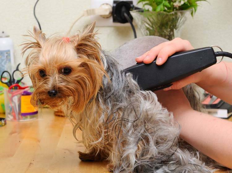 How to Groom a Dog with Clippers