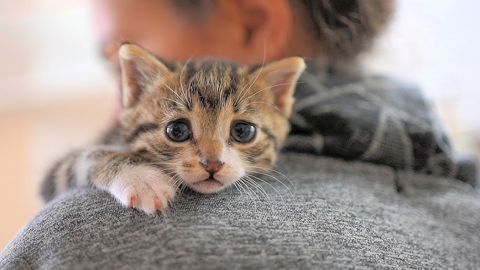 How to Soothe a Crying Kitten