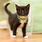 Kitten Flea Collar