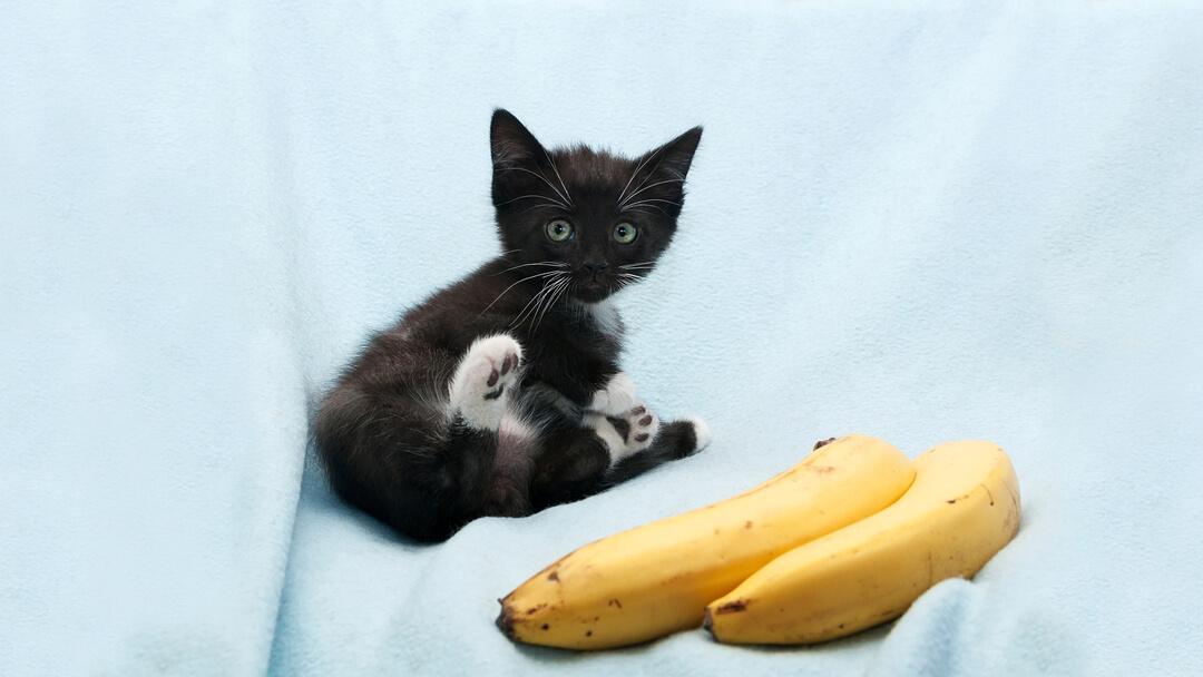 The Nutritional Value of Bananas for⁣ Cats