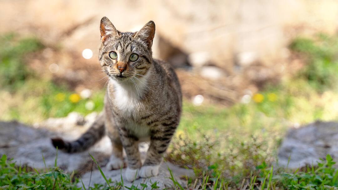 How ⁣Feline Chromosome Disorders Affect Behavior and Health