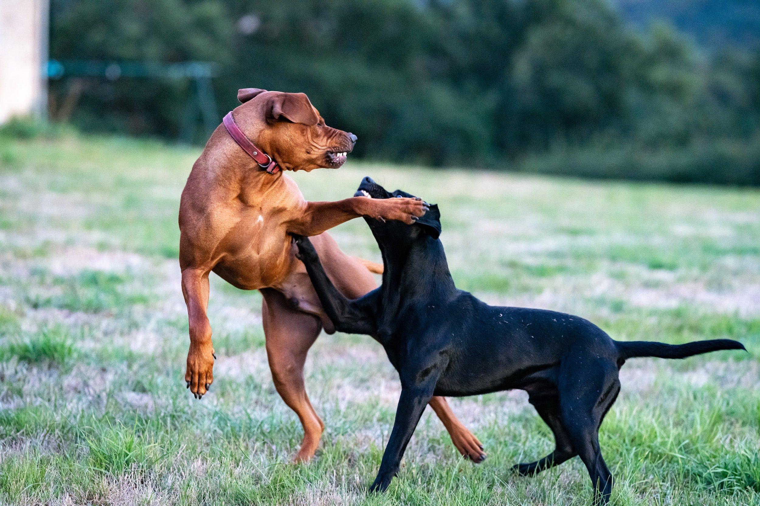 Understanding the ‌Roots of Aggression in Dogs