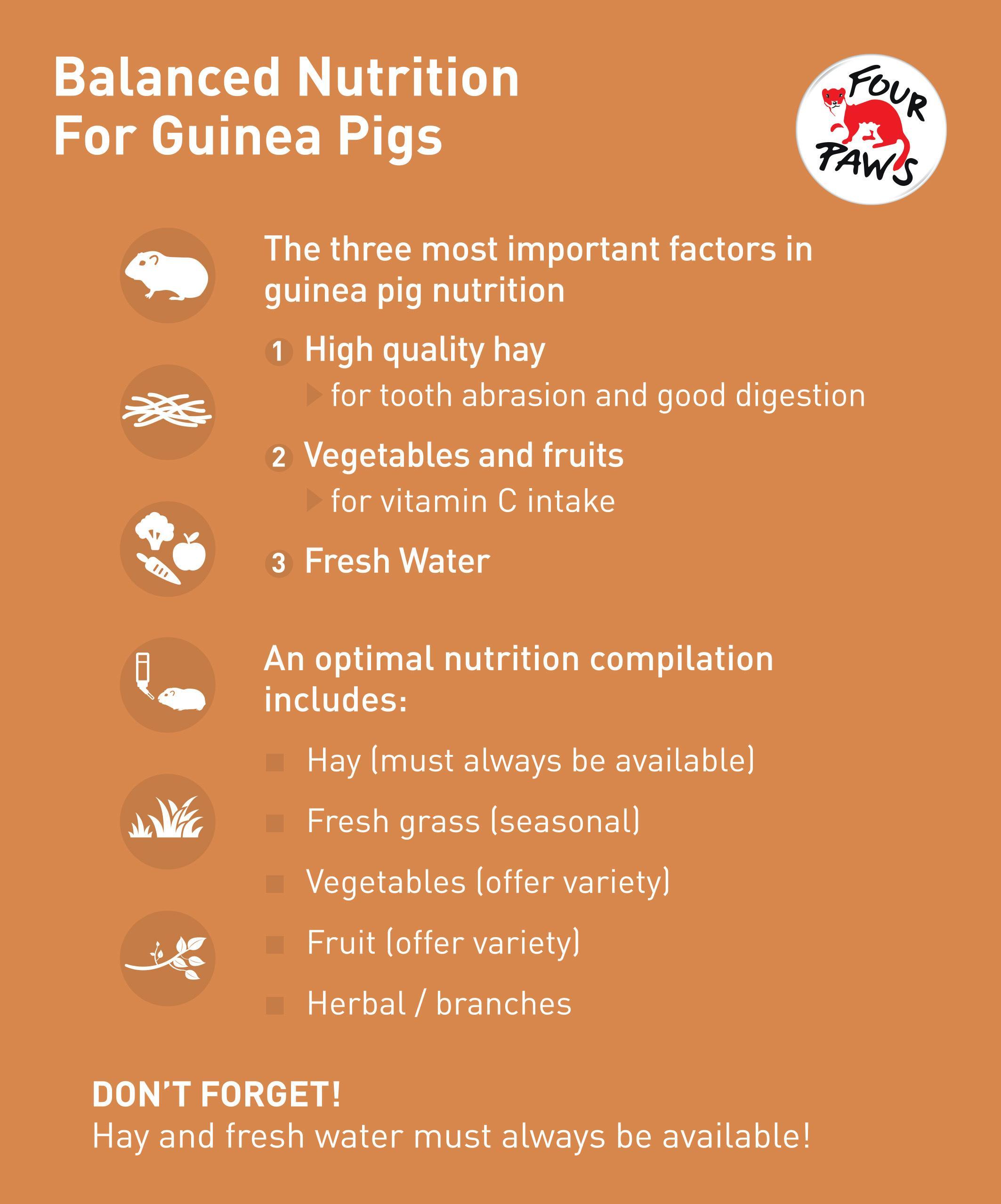 Making the Right Choices: Recommended Diet for Your Guinea Pig