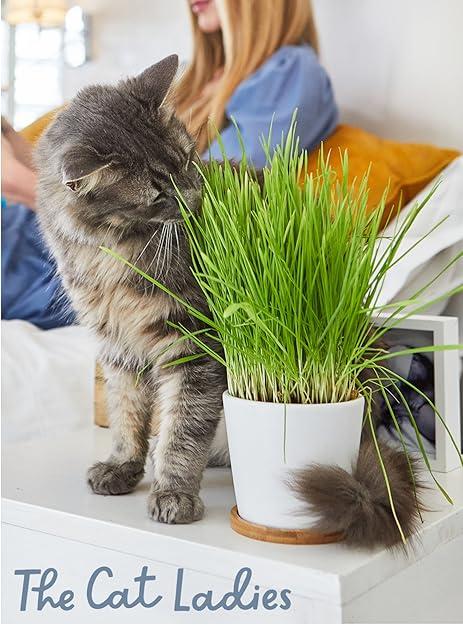 The Benefits ‍of Cat Grass for Digestive Health