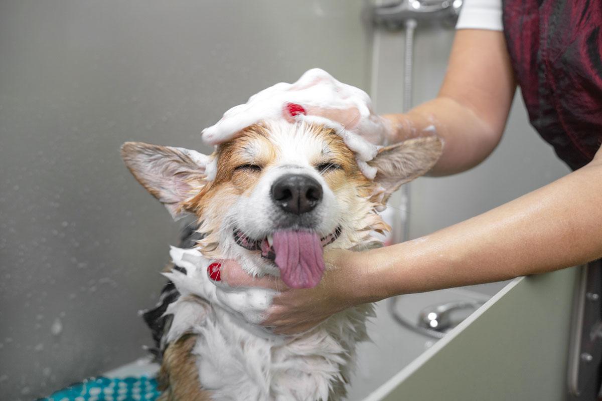 Customizing Grooming ‍Time ⁤Based on Your⁢ Dogs ​Needs