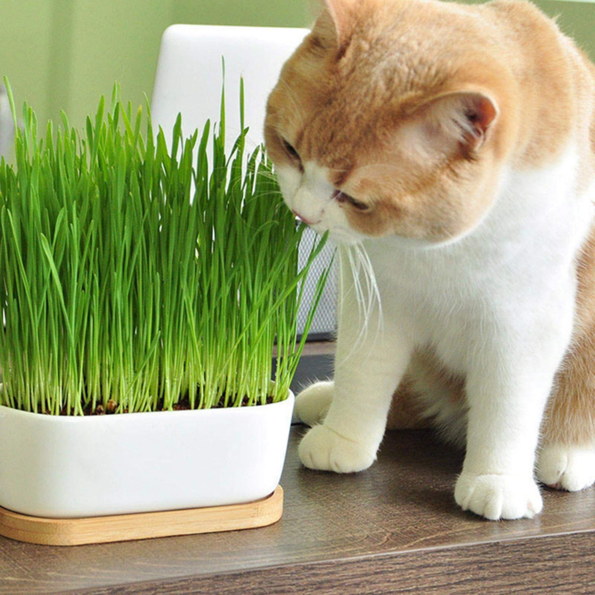 Understanding Cat Grass and Its ⁣Nutritional Value