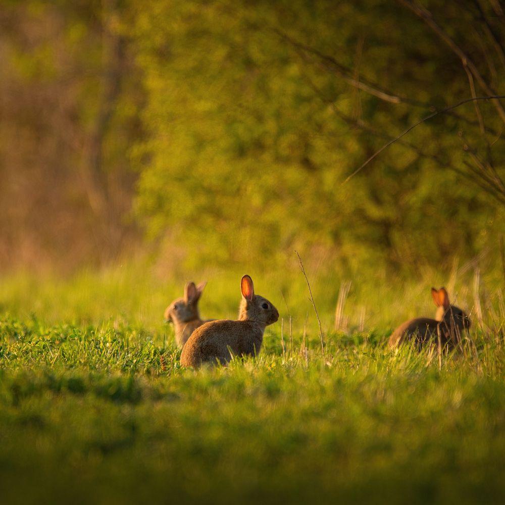 Creating ⁢a Comfortable Habitat: Lighting Preferences for Rabbits