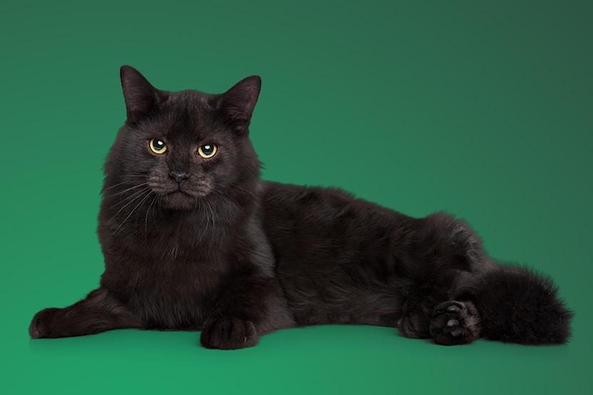 Understanding the Unique ⁢Traits of ‍the Ragamuffin Black Cat