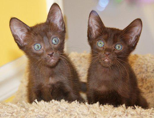 Understanding the Distinctive Appearance ‍of Havana Brown Cats