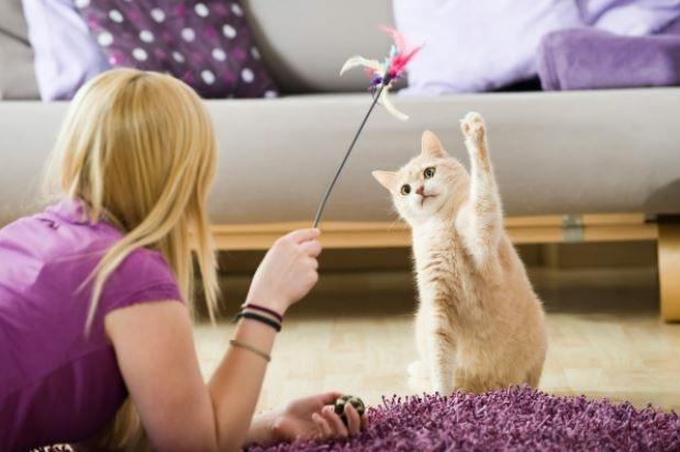 Understanding Your Cats Natural Instincts and ‌Feeding ⁤Behaviors