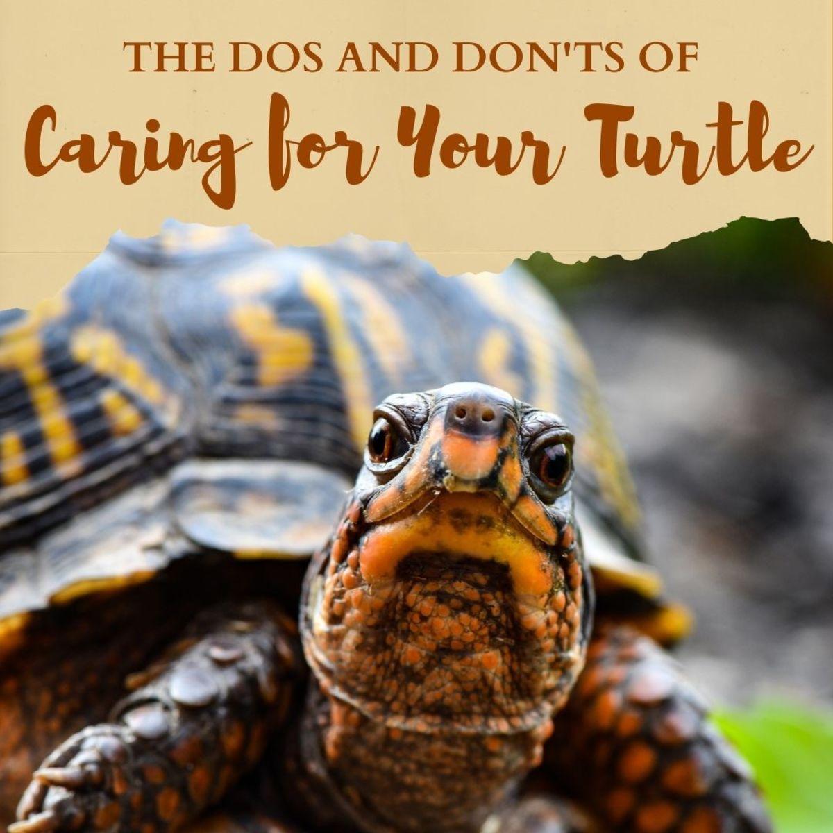 Signs of Stress: Knowing When⁣ to Return Your ‌Turtle to Water