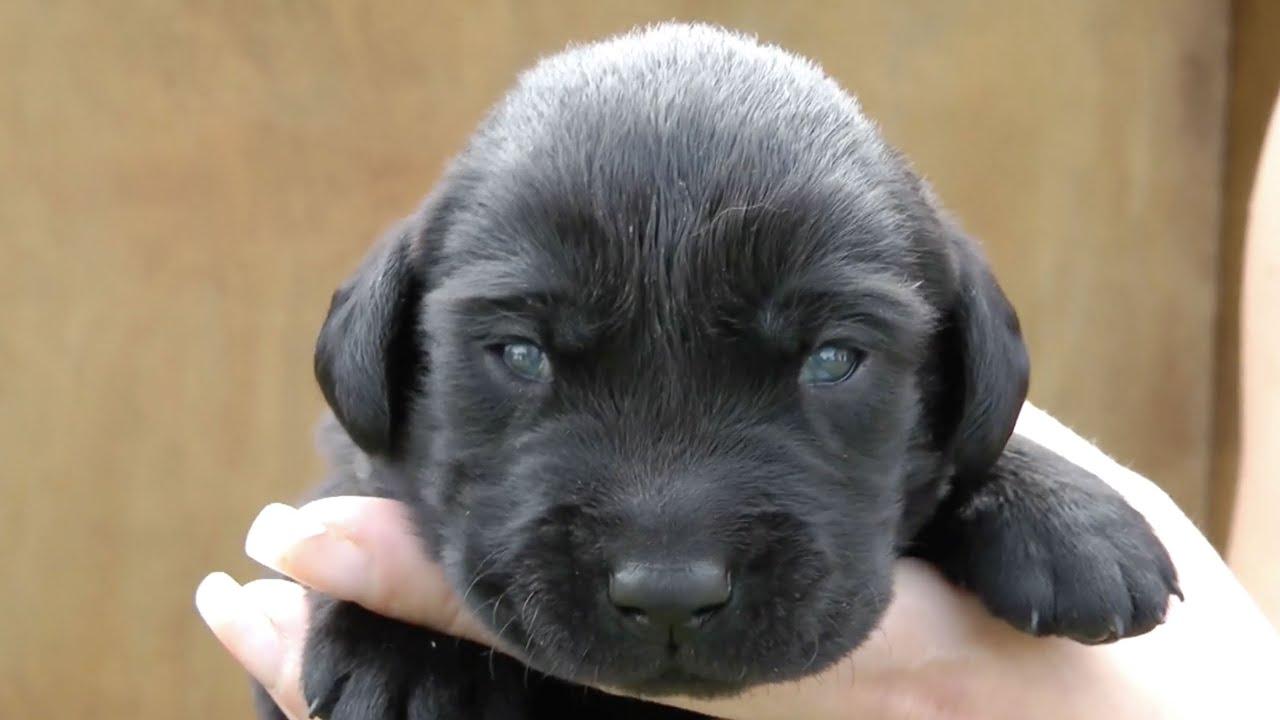 Signs of Healthy Eye Opening in Puppies