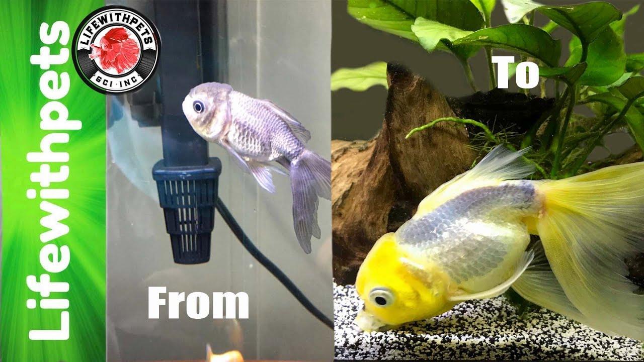 Environmental Factors Impacting Goldfish Color