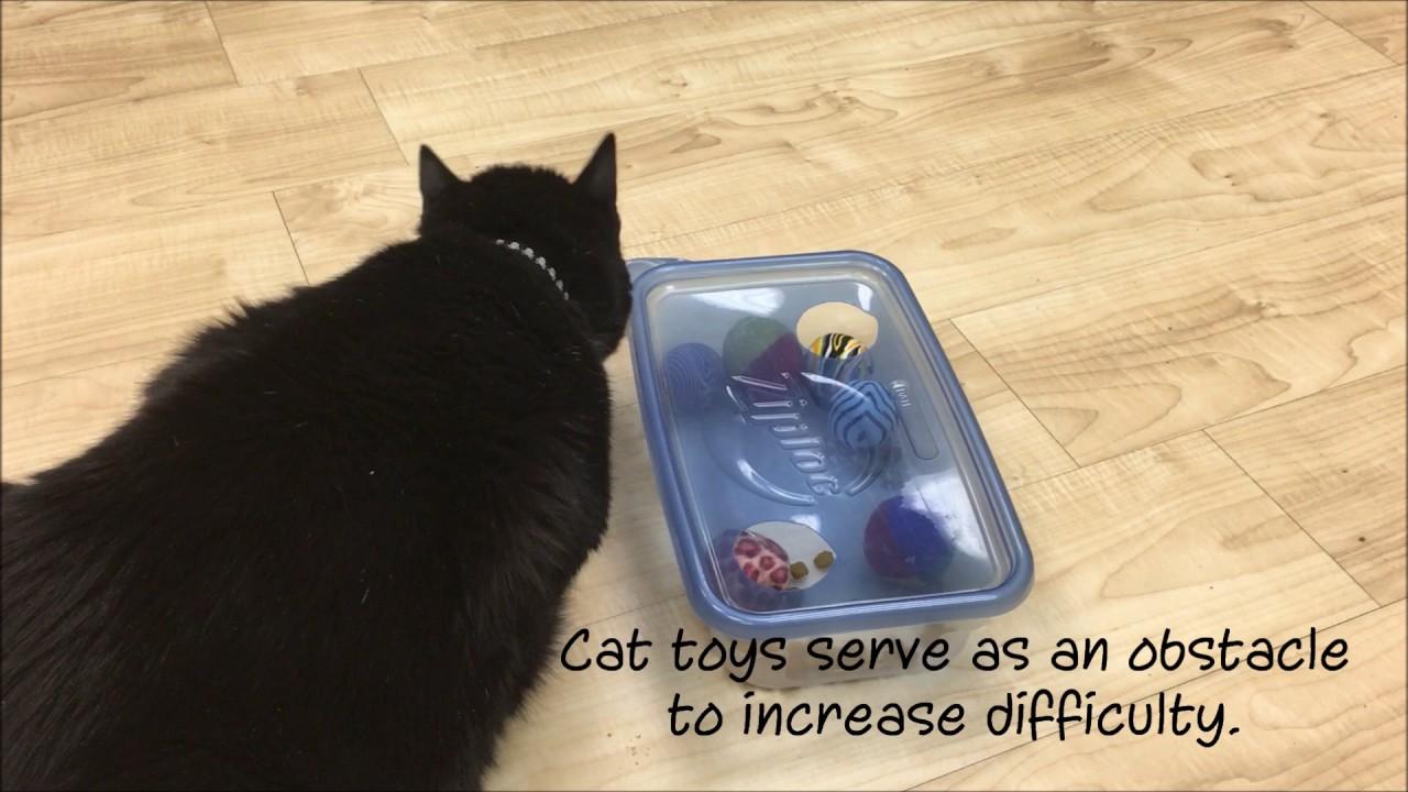 DIY Cat Food Toys: Creative Ideas for Budget-Friendly Fun