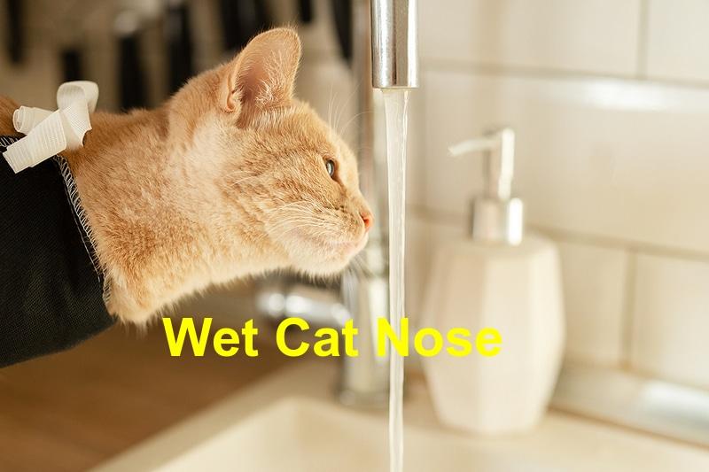 Common Myths About Cat Nose Wetness Debunked