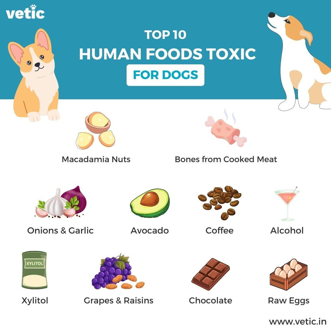 Identifying Toxic Foods: A Comprehensive Guide for Cat Owners