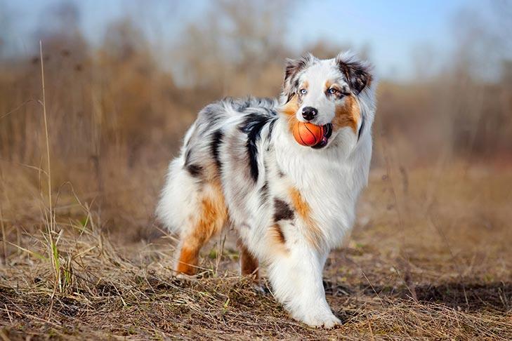 Understanding the Temperament of Australian Shepherds for Effective‍ Training