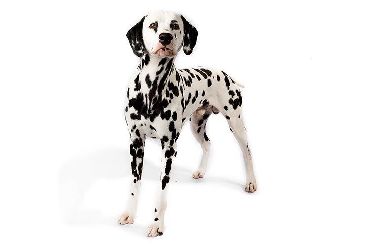 Factors to Consider When Introducing⁣ a Dalmatian​ to ​Your Family