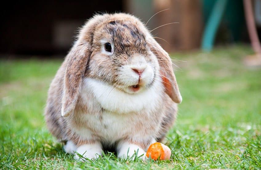 Nighttime Activities: How Rabbits⁢ Engage After Dusk