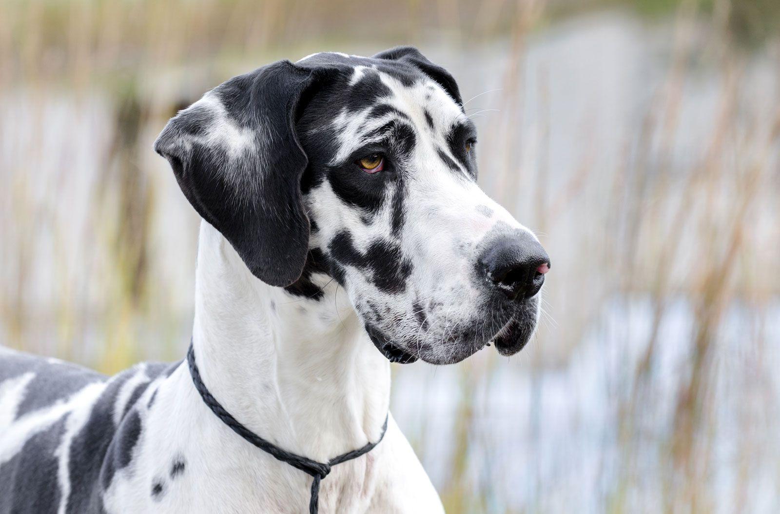 Understanding the Temperament of Great Danes with Children