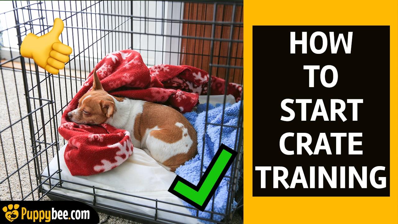 Understanding the Benefits of Crate Training for Older​ Dogs