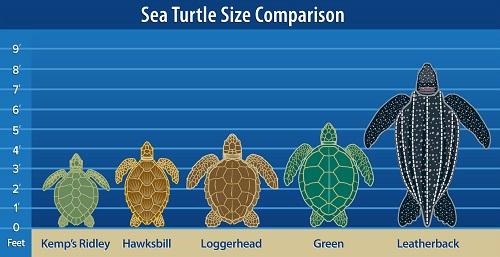 Determining Portion Sizes Based on Turtle Size and Species